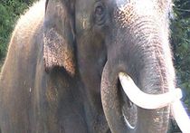 В корейском зоопарке слон заговорил по-человечески
