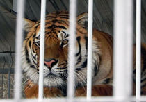 В Новосибирске тигры загрызли сотрудницу зоопарка