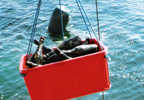 Бутылки довели до тарелки