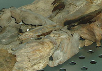 В Санкт-Петербурге нашли мумию вековой давности 
