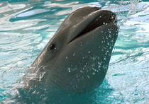 В Бразилии впервые за 100 лет найдены речные дельфины