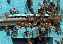 Наблюдаемая массовая гибель пчел может привести к великой глобальной катастрофе