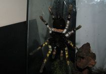 Открыт неизвестный вид пауков-монстров с орнаментом на животе и лапках