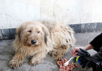 Бешеная собака две недели жила в семье москвичей