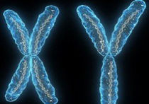 Мужская Y-хромосома элементарно заменяется всего парой генов