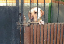 Безопасность на Олимпиаде обеспечат флегматичные собаки