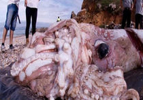 На берегу Испании обнаружен аномально гигантский кальмар