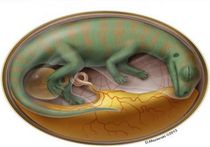 Найдены древнейшие эмбрионы динозавров