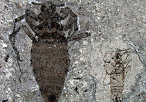 Отпечаток гигантской блохи обнаружили китайские палеонтологи