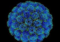 Открыт вирус, который может избавить человечество от рака