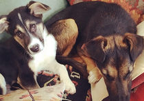 Призер Олимпиады-2014 отчитался о жизни «усыновленных» сочинских собак