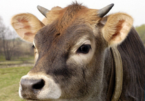 Генетики создали безвредную корову 
