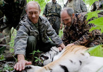 Годовщину президентства Путин отпраздновал с амурскими тиграми