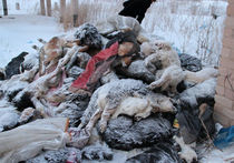 Под Оренбургом обнаружена гора собачьих трупов, многие были в ошейниках 