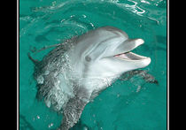 «У дельфина не раскрылся парашют». Тайны подготовки боевых крымских млекопитающих