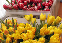 Весенний фестиваль цветов начнется на месяц раньше срока