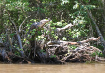 Крах стереотипа: Крокодилы любят лазать по деревьям