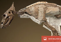 Найдена наиболее сохранившаяся среди всех окаменелость динозавра