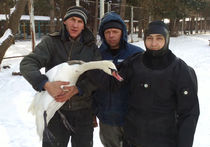 Ростовские спасатели спасли лебедя