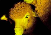 Уругвайцы скрестили овцу с медузой и получили светящийся ночью скот