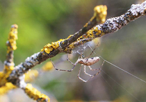Самки пауков защищаются от спаривания с помощью особой «пробки»
