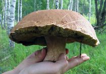 Белые грибы способствуют похудению