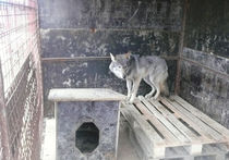 В подмосковном Красногорске строители приютили волчицу