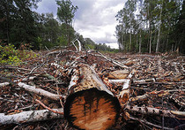Химкинский лес не рубят, а экологов не избивают
