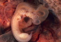 Эмбрион сообразили на троих