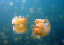 Новая угроза миру: медузы завоевывают нашу планету!