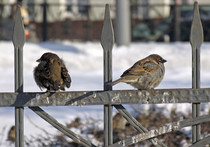 Морозы подкорректировали график прилета птиц в Москву