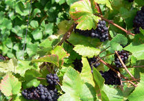 Из-за крымских вин России светит госмонополия на продажу алкоголя