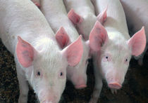 В подмосковном совхозе выявлена чума свиней: возможно вирус занесли птицы