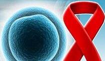 Реальным оружием против ВИЧ могут стать стволовые клетки