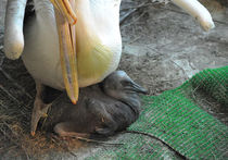 У пеликанов в Московском зоопарке случился беби-бум