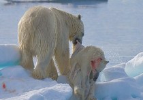 Фотожурналистка запечатлела сцену каннибализма среди белых медведей