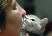 Кошек на выставке будут раздавать бесплатно