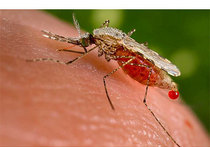 С малярией покончено