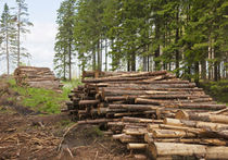 В России воруют лес на 10 миллиардов рублей в год