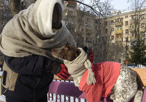 Мороз в Москве и фауна: «бродячек» лучше кормить, чем греть