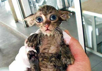 Столица перед праздниками будет мокрой и растрепанной