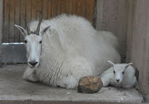 В Московском зоопарке у снежной козы родился детеныш
