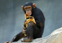 Шимпанзе, оказалось, способны жить по “китайской модели”