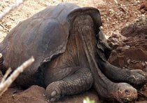 На Галапагосских островах умерла последняя гигантская черепаха