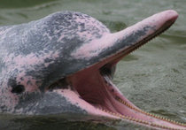 В Боливии встречен уникальный розовый дельфин
