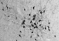 Ученые обнаружили неизвестные клетки мозга