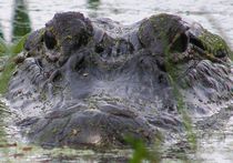 Екатеринбургская полиция ищет крокодила, скрывшегося от наряда ДПС