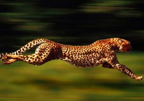 11-летняя самка гепарда установила новый рекорд скорости