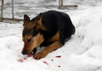 В Дмитрове собак травили ядом кураре