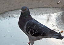 Массовая смерть голубей в Москве признана случайной